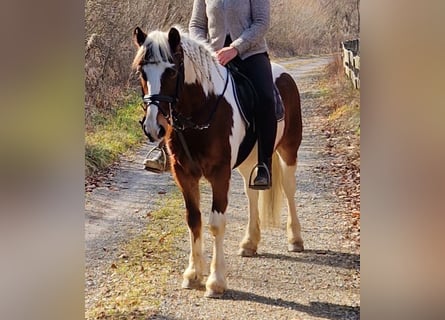 Cavallo sportivo irlandese, Castrone, 7 Anni, 136 cm, Pezzato