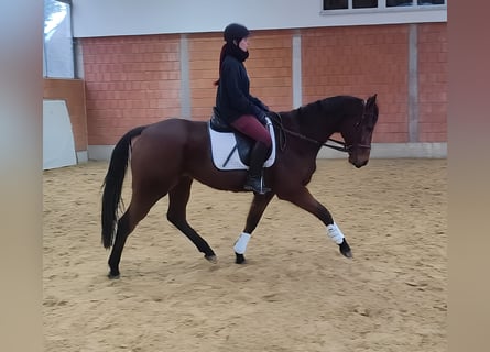 Cavallo sportivo irlandese, Castrone, 7 Anni, 160 cm, Baio