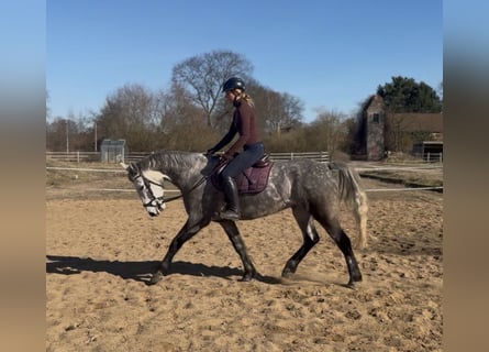 Cavallo sportivo irlandese, Castrone, 7 Anni, 162 cm, Grigio pezzato
