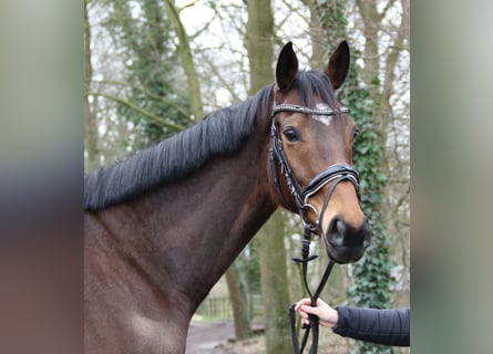 Cavallo sportivo irlandese, Castrone, 7 Anni, 165 cm, Baio scuro