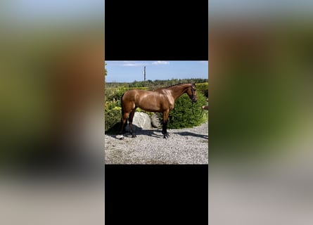 Cavallo sportivo irlandese, Castrone, 7 Anni, 166 cm, Baio ciliegia