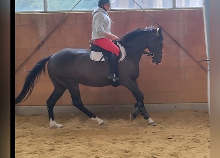 Cavallo sportivo irlandese, Castrone, 7 Anni, 167 cm, Baio