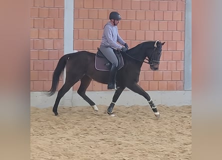 Cavallo sportivo irlandese, Castrone, 7 Anni, 168 cm, Baio nero