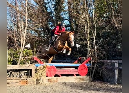 Cavallo sportivo irlandese, Castrone, 7 Anni, 168 cm, Sauro scuro