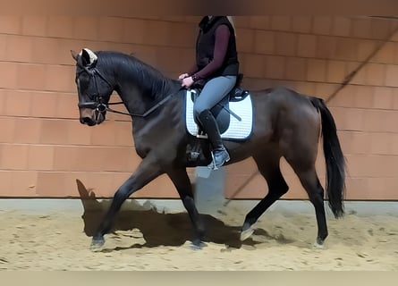 Cavallo sportivo irlandese, Castrone, 8 Anni, 158 cm, Baio