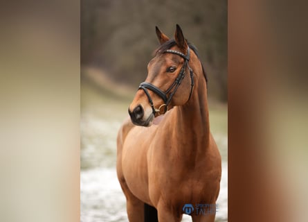 Cavallo sportivo irlandese, Castrone, 8 Anni, 162 cm, Baio