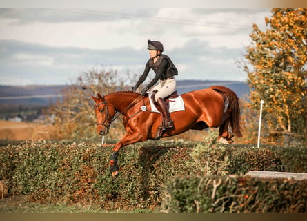 Cavallo sportivo irlandese, Castrone, 8 Anni, 170 cm, Sauro