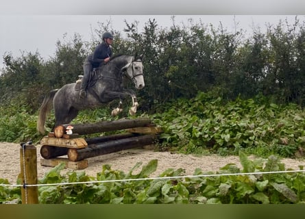 Cavallo sportivo irlandese, Castrone, 8 Anni, 173 cm, Grigio