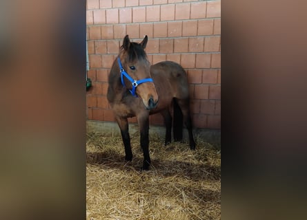 Cavallo sportivo irlandese, Castrone, 9 Anni, 158 cm, Baio
