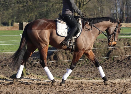 Cavallo sportivo irlandese Mix, Castrone, 9 Anni, 160 cm, Baio