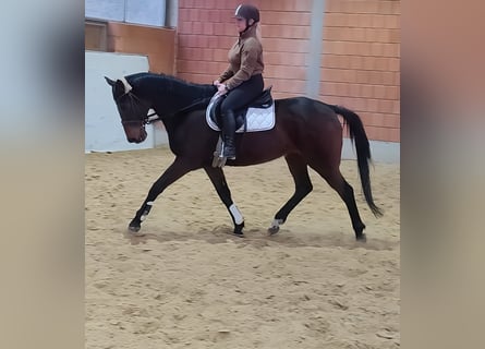 Cavallo sportivo irlandese, Castrone, 9 Anni, 166 cm, Baio nero