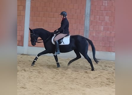 Cavallo sportivo irlandese, Castrone, 9 Anni, 170 cm, Baio