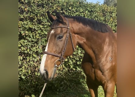 Cavallo sportivo irlandese, Castrone, 9 Anni, 172 cm, Baio