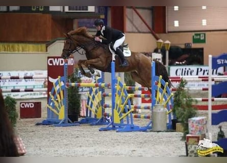 Cavallo sportivo irlandese, Castrone, 9 Anni, 172 cm, Sauro scuro