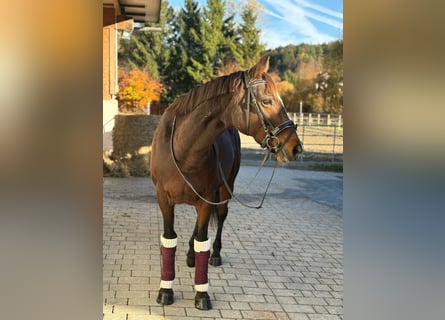 Cavallo sportivo irlandese, Giumenta, 10 Anni, 160 cm, Baio scuro