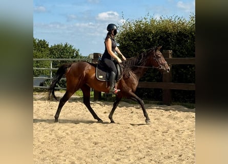 Cavallo sportivo irlandese, Giumenta, 10 Anni, 163 cm, Baio