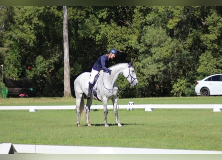 Cavallo sportivo irlandese Mix, Giumenta, 10 Anni, 163 cm, Grigio