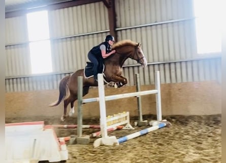 Cavallo sportivo irlandese, Giumenta, 10 Anni, 163 cm, Sauro scuro