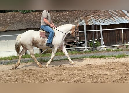Cavallo sportivo irlandese, Giumenta, 10 Anni, 165 cm, Pezzato