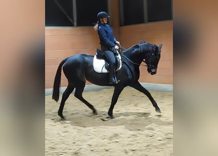 Cavallo sportivo irlandese, Giumenta, 10 Anni, 168 cm, Baio nero