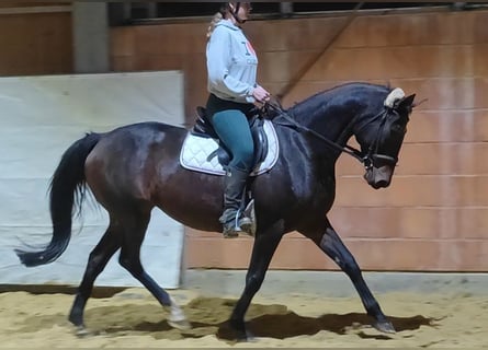 Cavallo sportivo irlandese, Giumenta, 11 Anni, 158 cm, Baio nero