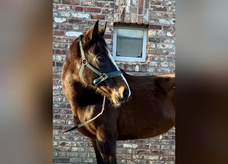 Cavallo sportivo irlandese, Giumenta, 11 Anni, 160 cm, Baio scuro