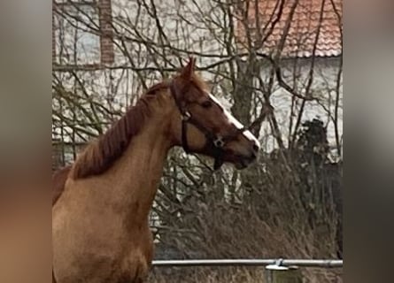 Cavallo sportivo irlandese, Giumenta, 12 Anni, 164 cm, Sauro