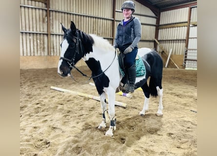 Cavallo sportivo irlandese, Giumenta, 13 Anni, 156 cm, Pezzato