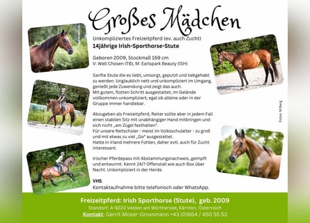 Cavallo sportivo irlandese, Giumenta, 15 Anni, 169 cm, Baio