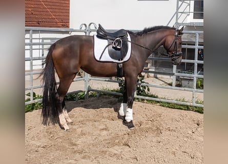 Cavallo sportivo irlandese, Giumenta, 3 Anni, 164 cm, Baio