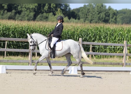 Cavallo sportivo irlandese, Giumenta, 4 Anni, 150 cm, Leardo