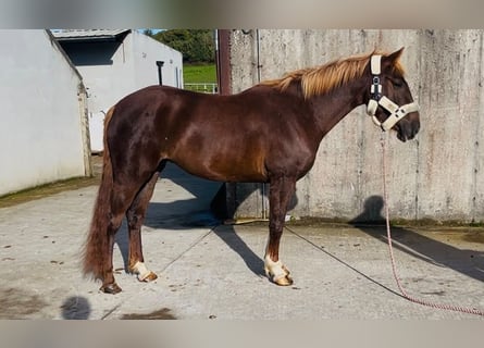 Cavallo sportivo irlandese Mix, Giumenta, 4 Anni, 155 cm, Sauro scuro