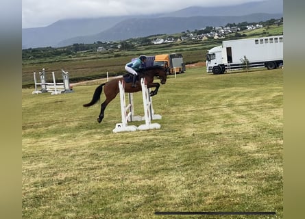 Cavallo sportivo irlandese, Giumenta, 4 Anni, 170 cm, Baio ciliegia