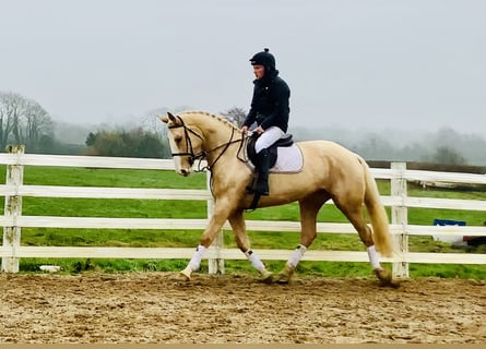 Cavallo sportivo irlandese, Giumenta, 4 Anni, 172 cm, Palomino