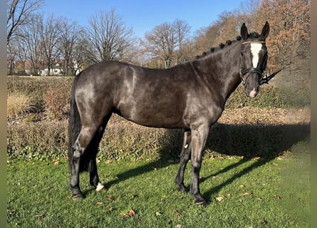 Cavallo sportivo irlandese, Giumenta, 5 Anni, 148 cm, Baio scuro