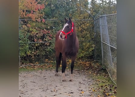 Cavallo sportivo irlandese, Giumenta, 5 Anni, 154 cm, Baio