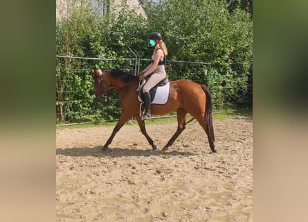 Cavallo sportivo irlandese, Giumenta, 5 Anni, 155 cm, Baio