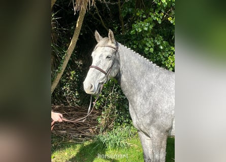 Cavallo sportivo irlandese, Giumenta, 5 Anni, 157 cm, Grigio