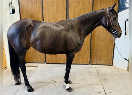 Cavallo sportivo irlandese, Giumenta, 5 Anni, 158 cm, Baio