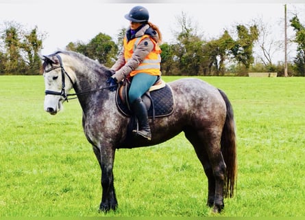 Cavallo sportivo irlandese, Giumenta, 5 Anni, 160 cm, Grigio pezzato
