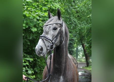 Cavallo sportivo irlandese, Giumenta, 5 Anni, 162 cm, Grigio ferro