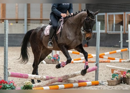 Cavallo sportivo irlandese Mix, Giumenta, 5 Anni, 163 cm, Morello