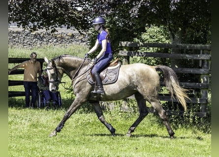 Cavallo sportivo irlandese, Giumenta, 5 Anni, 164 cm, Grigio