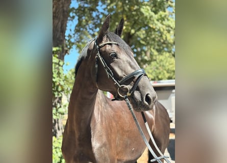 Cavallo sportivo irlandese, Giumenta, 5 Anni, 167 cm, Morello