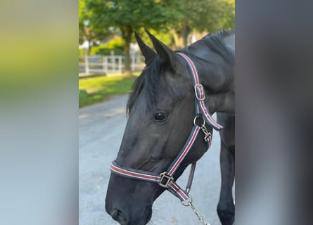 Cavallo sportivo irlandese, Giumenta, 5 Anni, 167 cm, Morello