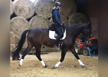 Cavallo sportivo irlandese Mix, Giumenta, 5 Anni, 168 cm, Baio scuro