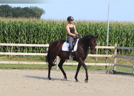 Cavallo sportivo irlandese, Giumenta, 5 Anni, 170 cm, Baio