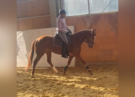 Cavallo sportivo irlandese, Giumenta, 5 Anni, 170 cm, Sauro
