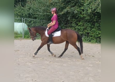 Cavallo sportivo irlandese, Giumenta, 6 Anni, 154 cm, Baio