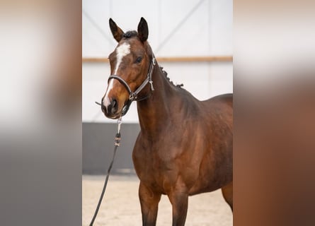 Cavallo sportivo irlandese Mix, Giumenta, 6 Anni, 158 cm, Baio